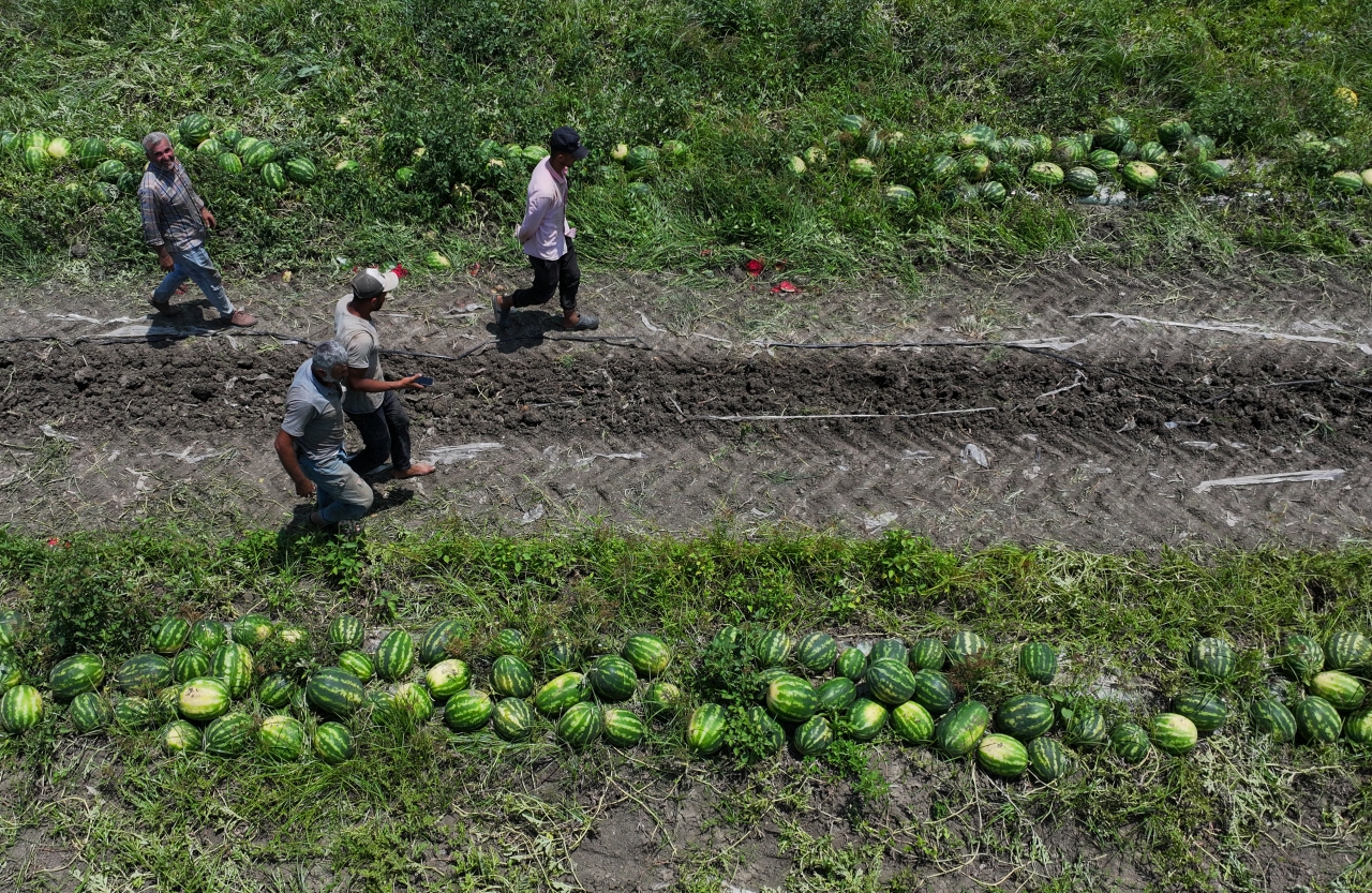 Adana Karpuzunun Kilogram Fiyatı Tarlada 7 Liraya Düştü