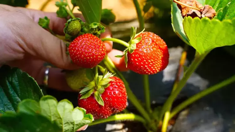 Çilekteki Pestisiti Saniyeler Içinde Temizliyor6