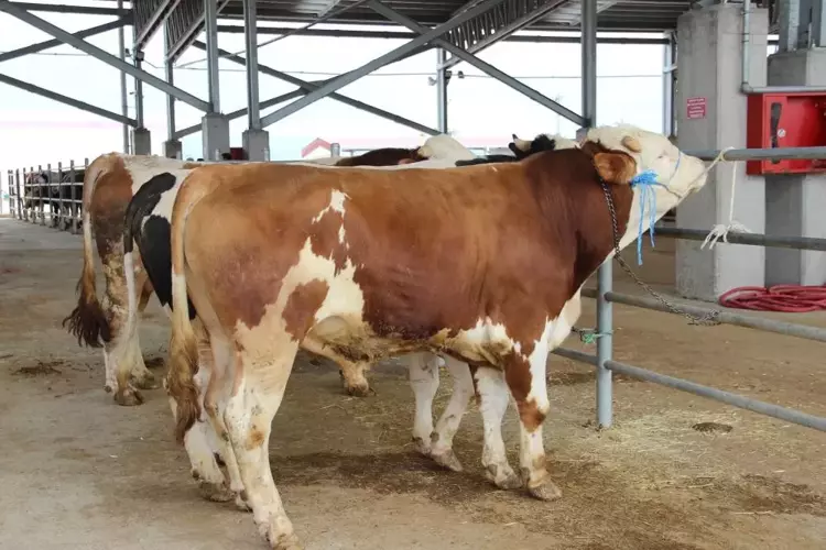 Kadın Gücü Kurban3