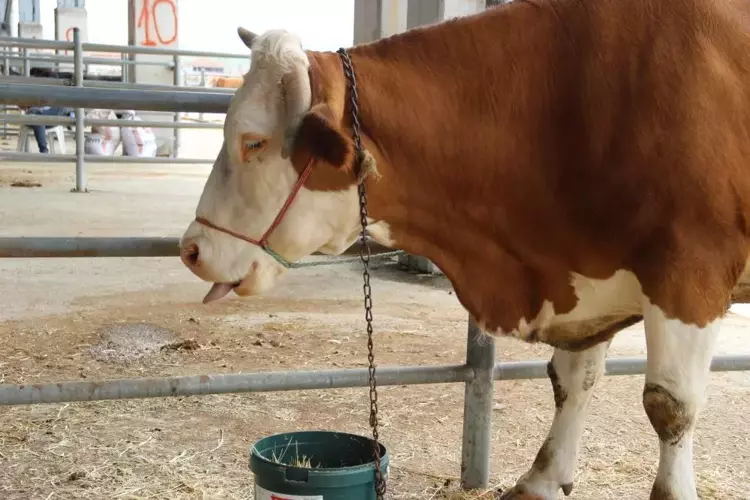 Kadın Gücü Kurban4