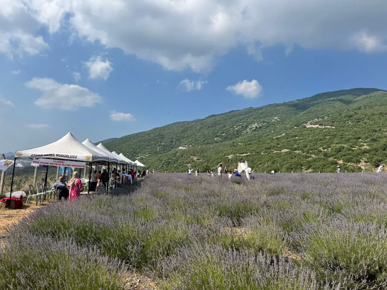 Teleferik Düziçi Lavanta