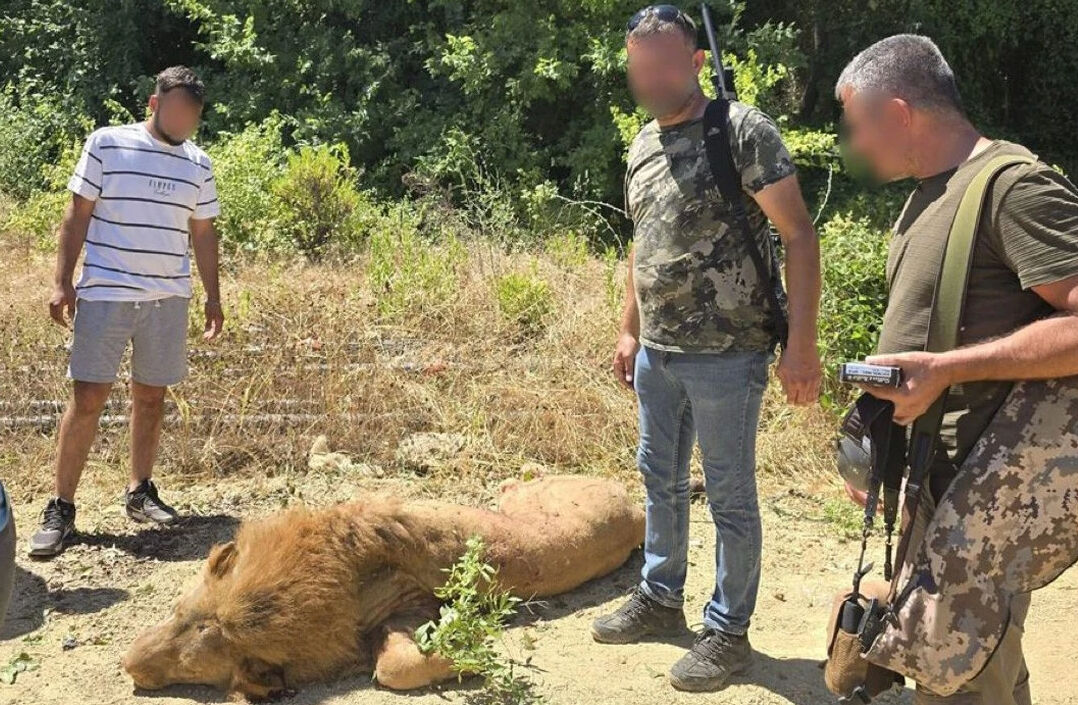 Antalya'da Aslan Mı Kaçtı3