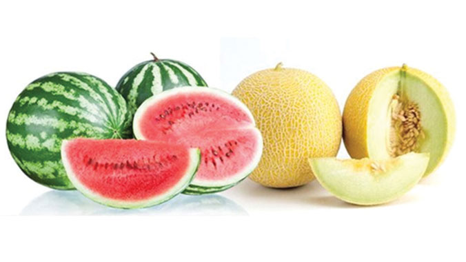 Kavun Karpuz