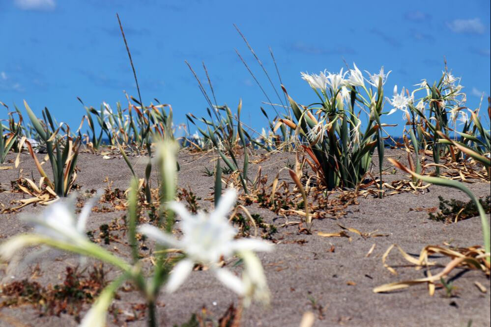 Koparan Hayatının Hatasını Yapar2