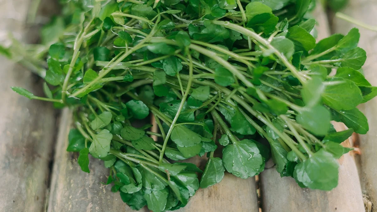 Ne Tarla Ne Bahçe Istiyor2