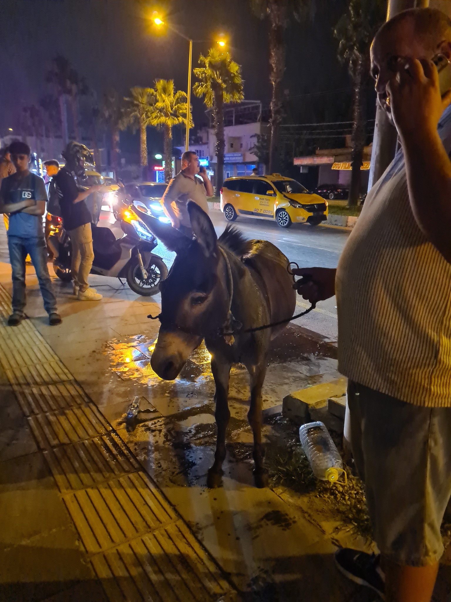 Osmaniye’de Terk Edilmiş Eşeğe Taksi Çarptı (1)