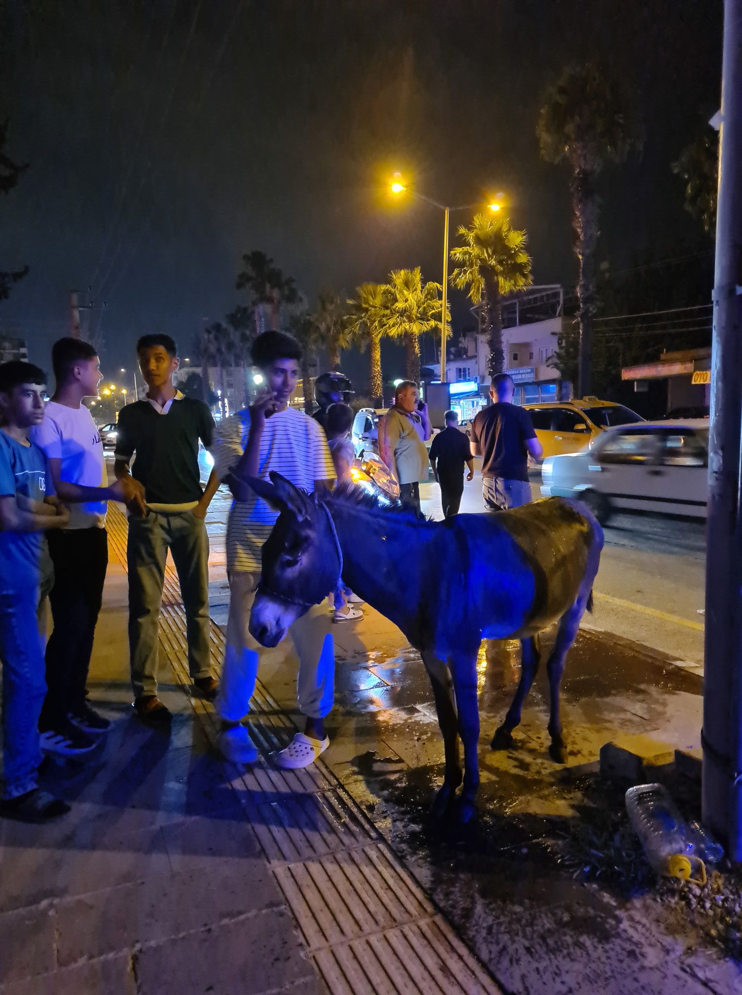 Osmaniye’de Terk Edilmiş Eşeğe Taksi Çarptı (2)