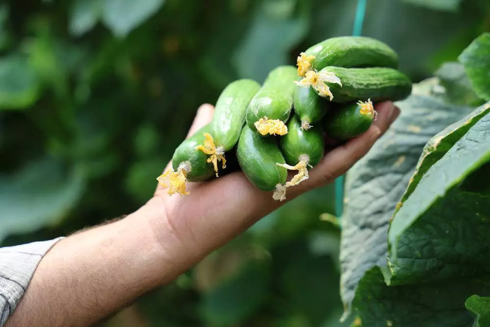 Salatalıkta Hem Sera2