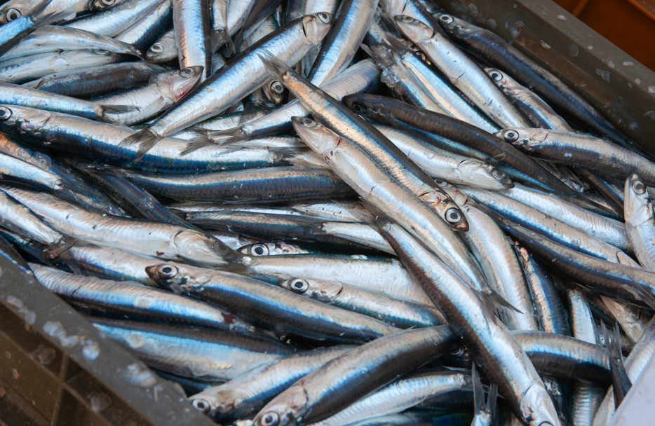 Sofraların Gizli Hazinesi2