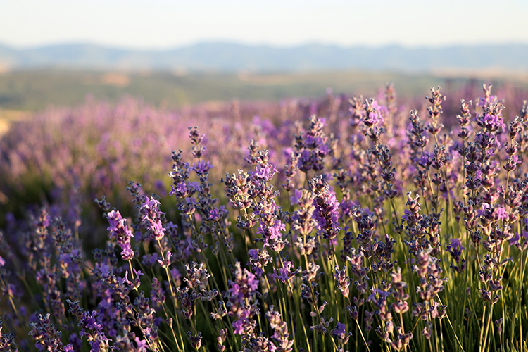 Tekirdağ, Artan Lavanta2