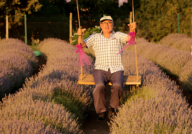 Tekirdağ, Artan Lavanta5