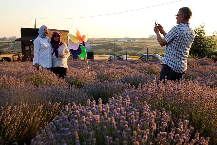 Tekirdağ, Artan Lavanta7
