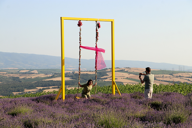 Tekirdağ, Artan Lavanta9