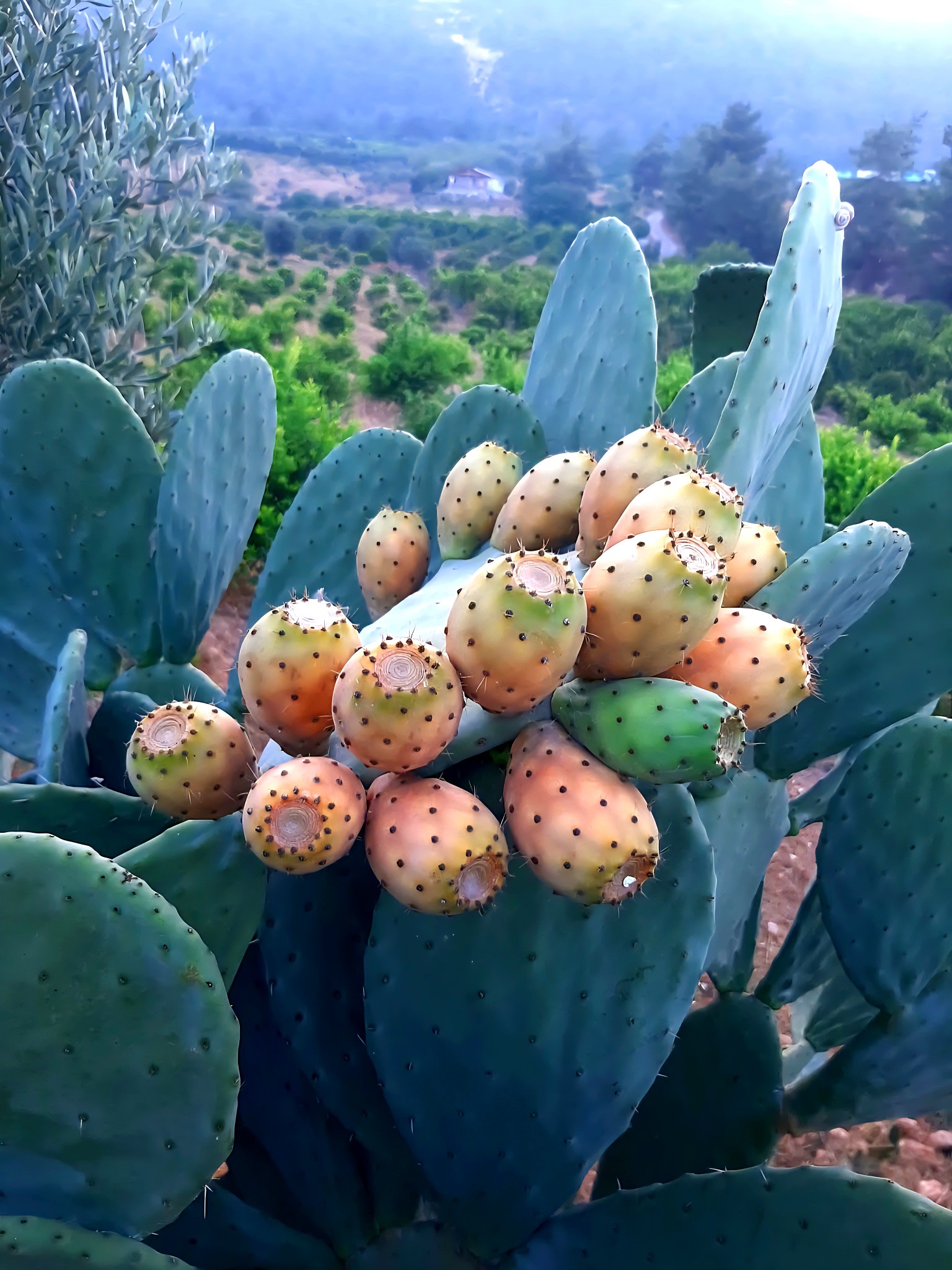 Akdeniz'de Kaktüs Meyvesi Bolluğu Dikkat Çekiyor