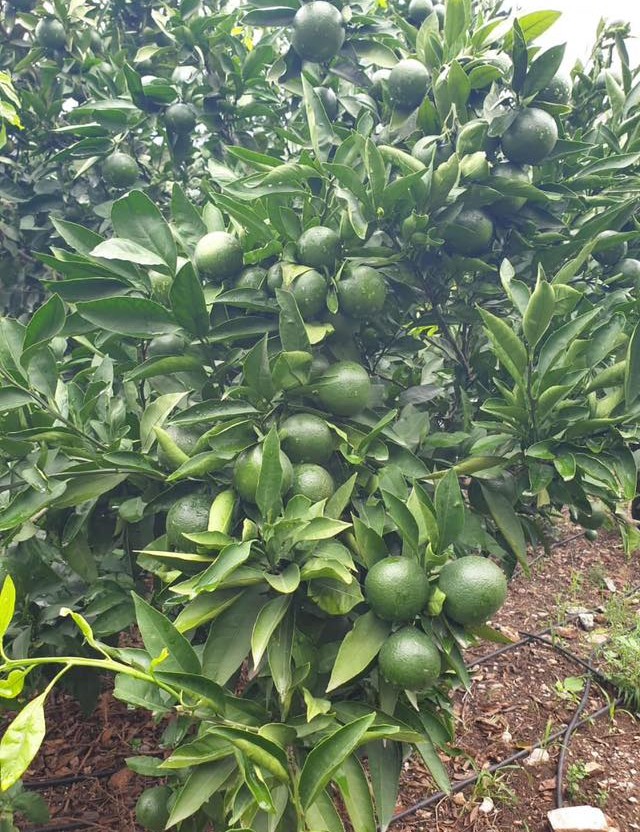 537697031 1386775853453674 3321715415533242493 N