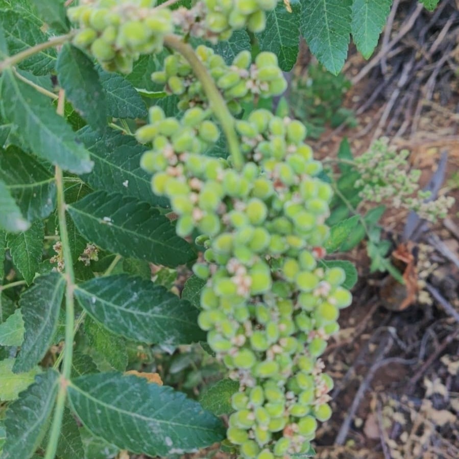Bahçeli Kadınların Geçim Kaynağı Doğal Sumak (1)