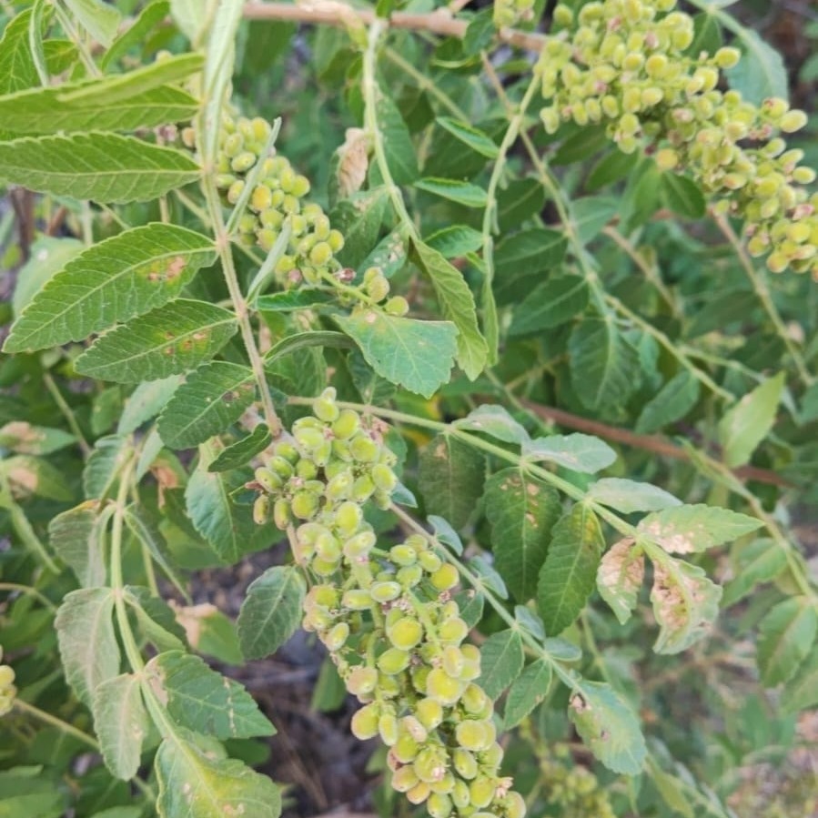 Bahçeli Kadınların Geçim Kaynağı Doğal Sumak (3)