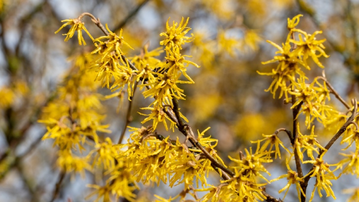 Basura Ne İyi Gelir5