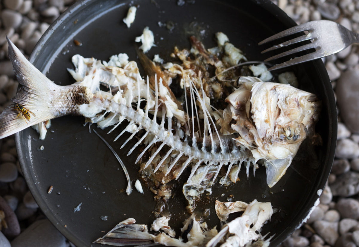 Boğaza Kaçan Balık3