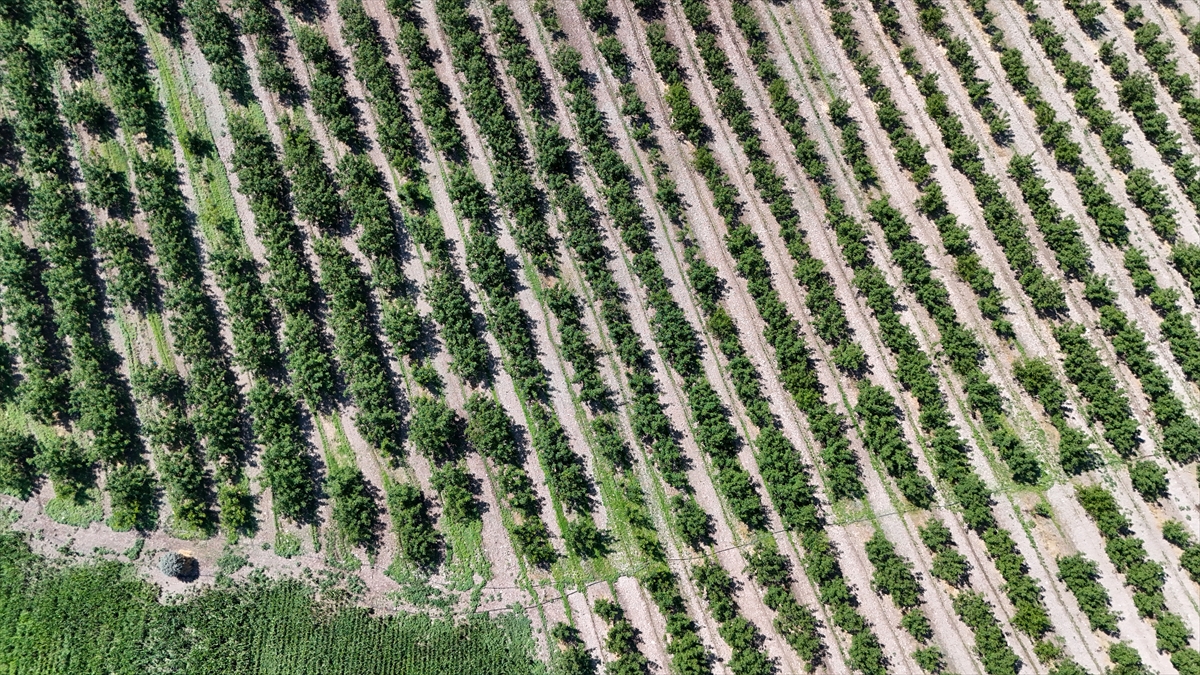Ceviz Üretiminde Zararlılara Karşı Akıllı Böceklerle Mücadele Ediliyor