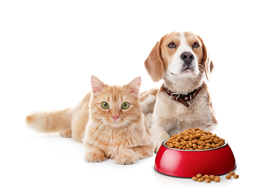 Evcil Hayvanlarınızı Böyle Koruyun1-1