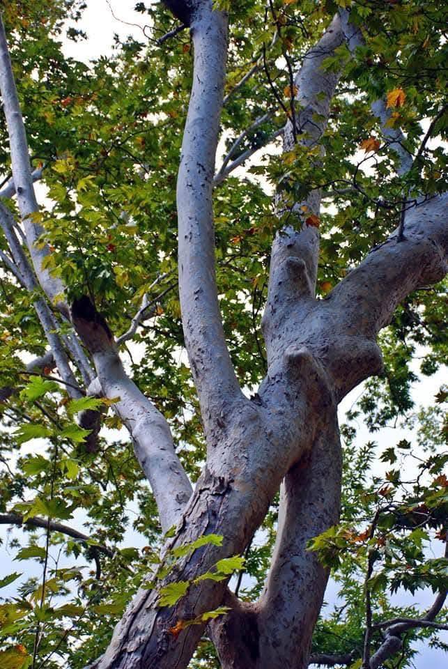 Fenk Yaylası’nda Doğal Güzellik Ümmetlerin Deresi2