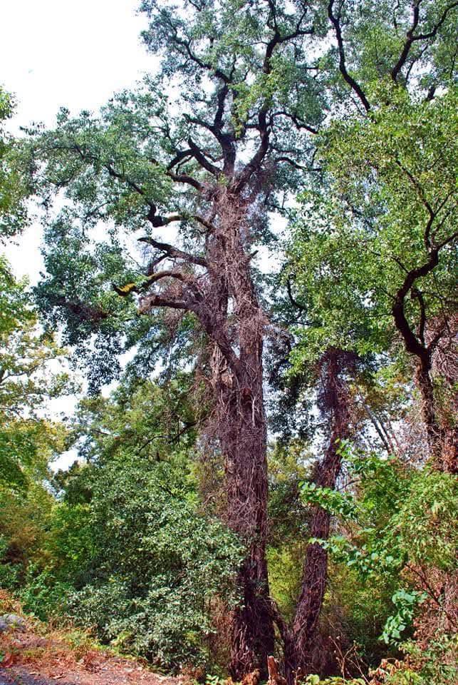 Fenk Yaylası’nda Doğal Güzellik Ümmetlerin Deresi3