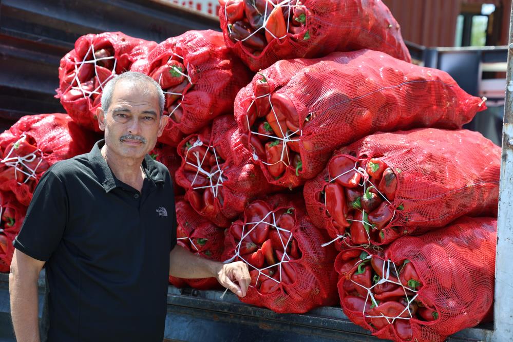 Kahramanmaraş’ta Salça Telaşı Başladı 3