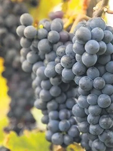 Kara Üzümün Faydaları Ve En Güzel Tarifler2