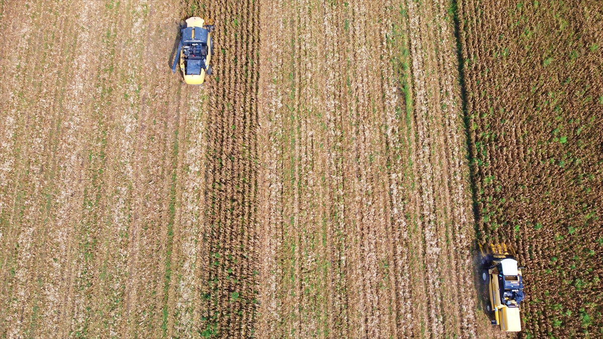 Mısırda 463 Bin Ton Rekoltenin Beklendiği Osmaniye'de Biçerdöverler Tarlalara Girdi