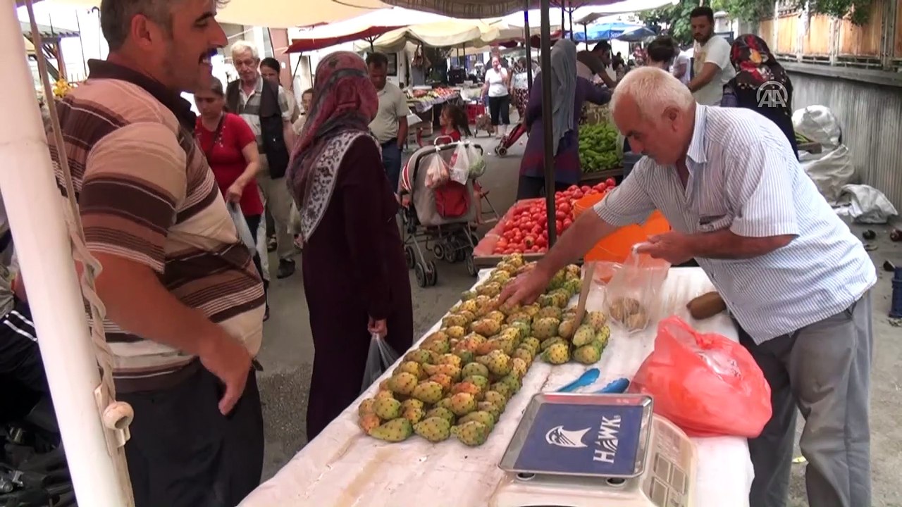 Osmaniye Ve Çevresinde Pabuç İnciri Hasadı Başladı2