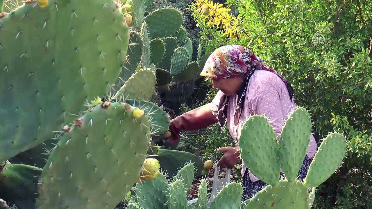 Osmaniye Ve Çevresinde Pabuç İnciri Hasadı Başladı3