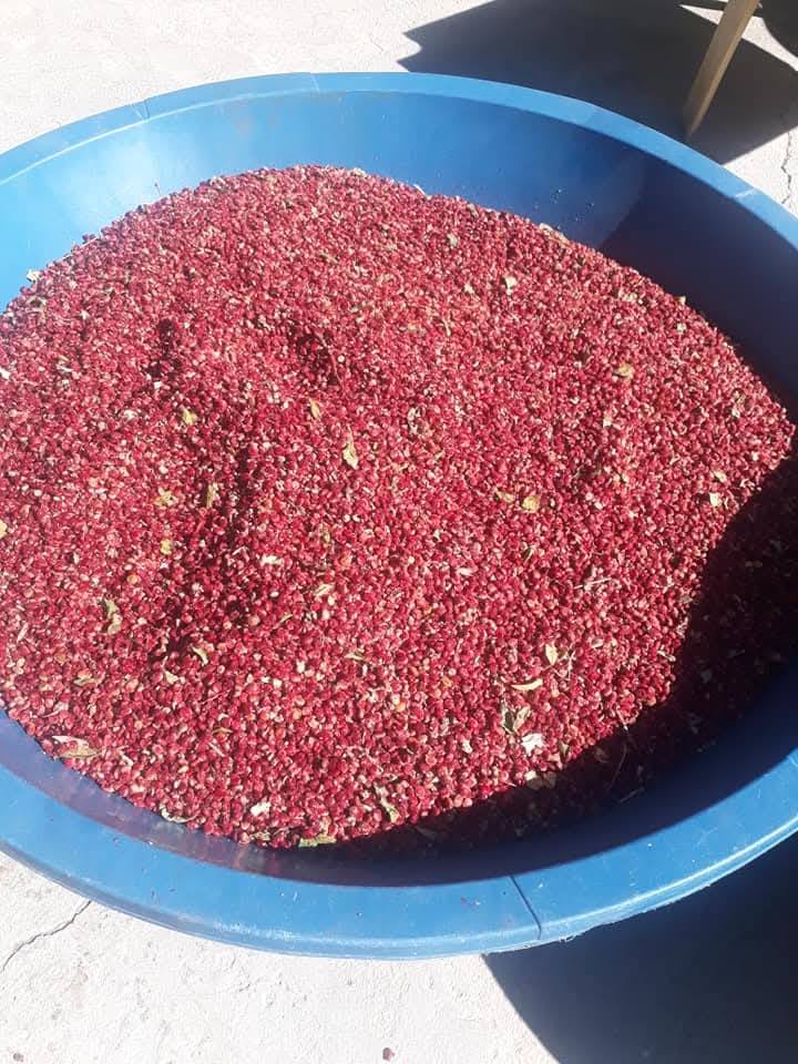 Osmaniye’de Doğadan Gelen Ekşi Sumak (1)