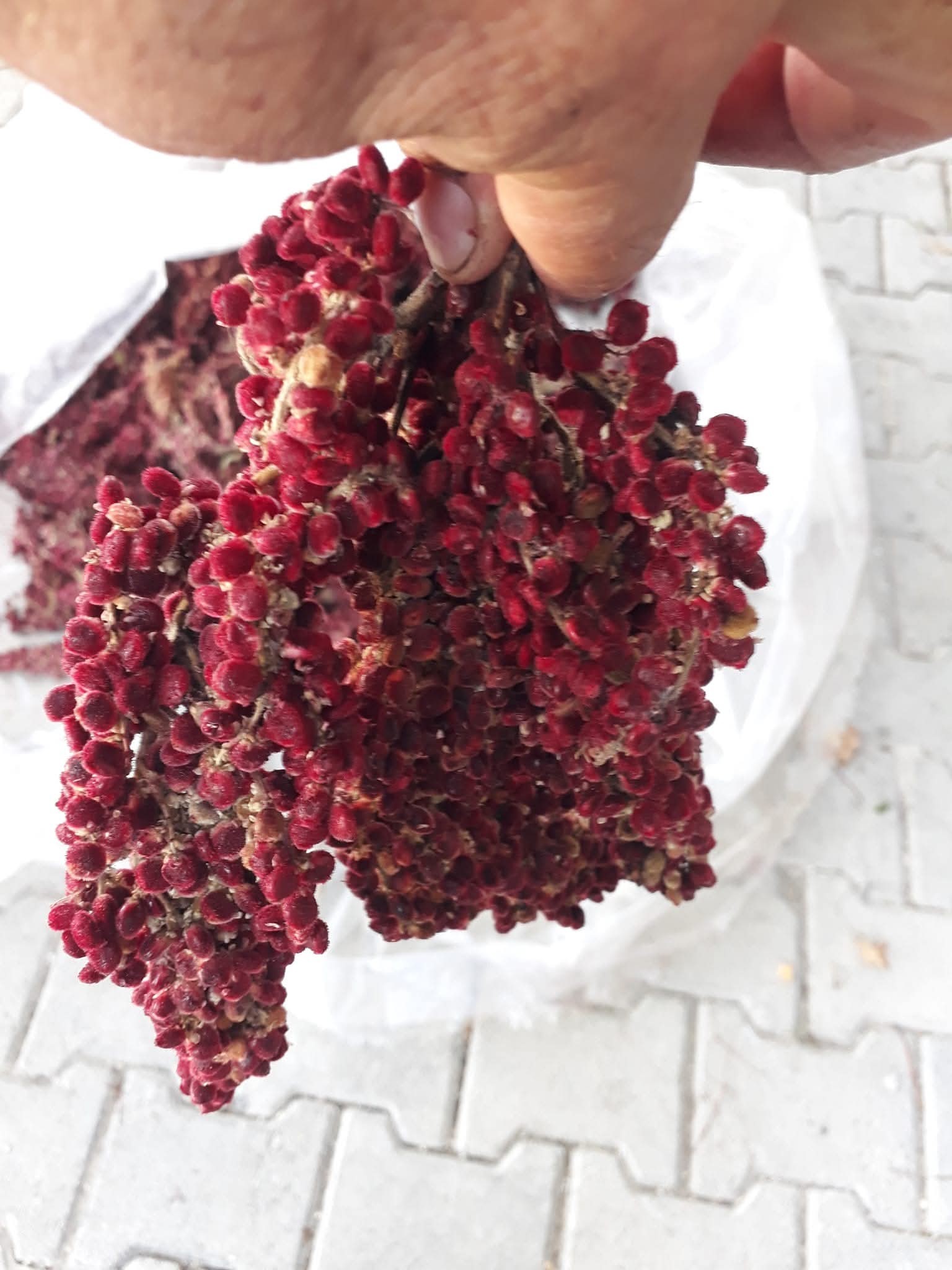 Osmaniye’de Doğadan Gelen Ekşi Sumak (2)