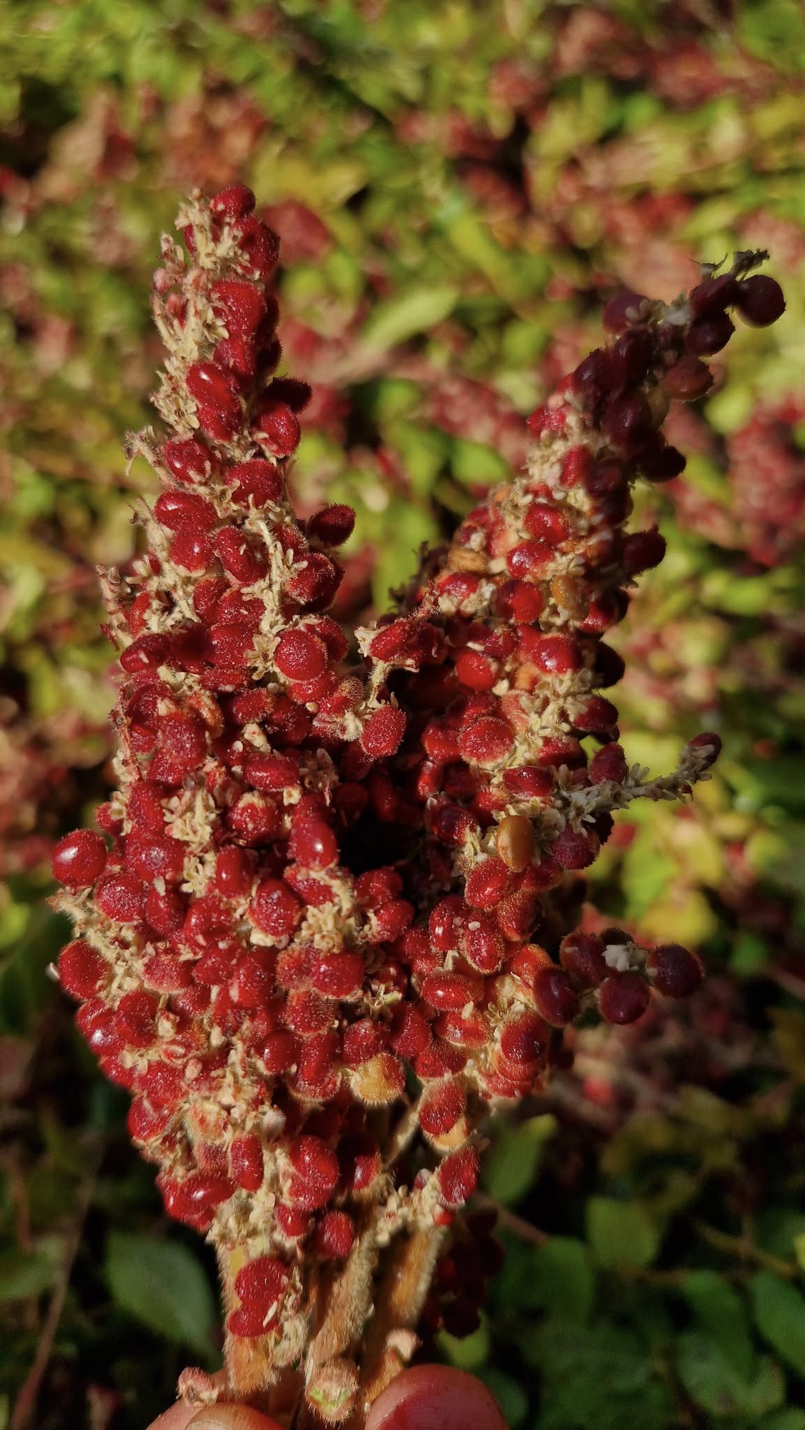 Osmaniye’de Doğadan Gelen Ekşi Sumak (3)