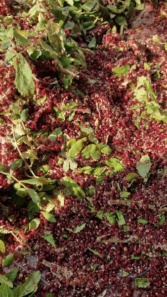 Osmaniye’de Doğadan Gelen Ekşi Sumak (4)