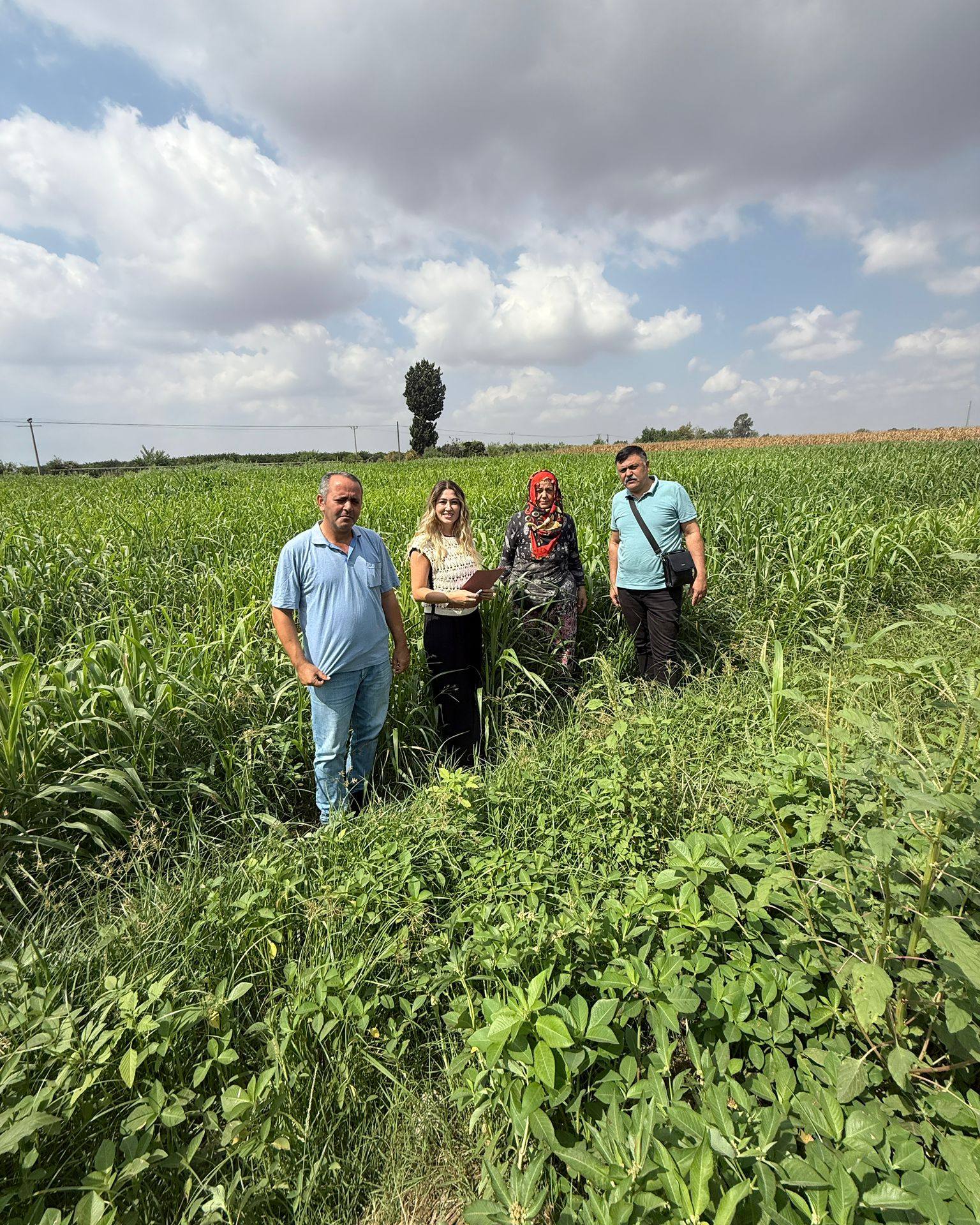Osmaniye’de Yem Bitkisi Hasadı Başladı3
