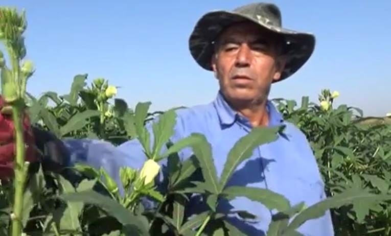 Osmaniyeli Çiftçi Ata Tohumuna Sahip Çıktı Kuşaklar Arası Bamya Mirası (1)