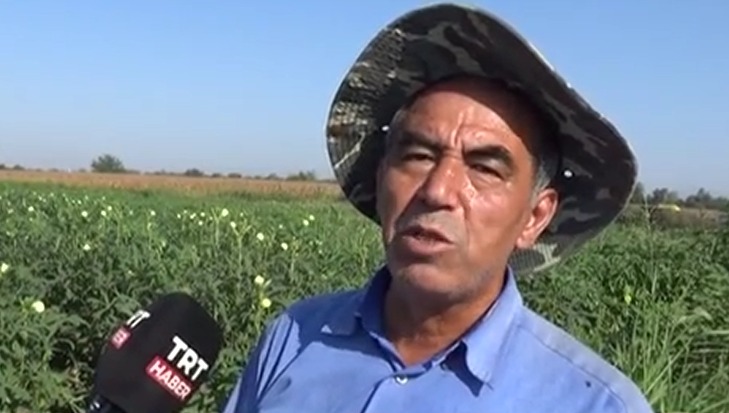 Osmaniyeli Çiftçi Ata Tohumuna Sahip Çıktı Kuşaklar Arası Bamya Mirası (3)