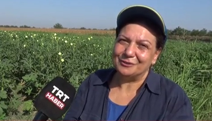 Osmaniyeli Çiftçi Ata Tohumuna Sahip Çıktı Kuşaklar Arası Bamya Mirası (4)