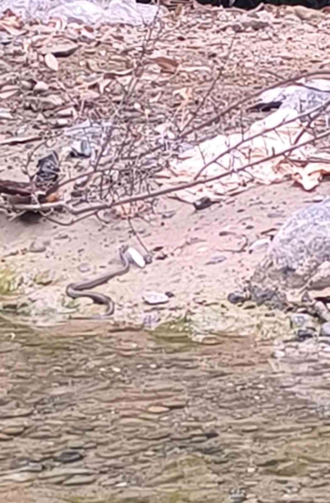 Osmaniyeliler Cep Telefonuyla Kaydetti Yılanın Av Anı2