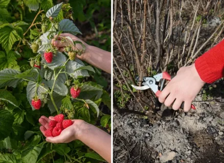 Osmaniyeliler Dikkat Ağustos’ta Budanacak 5 Bitki3