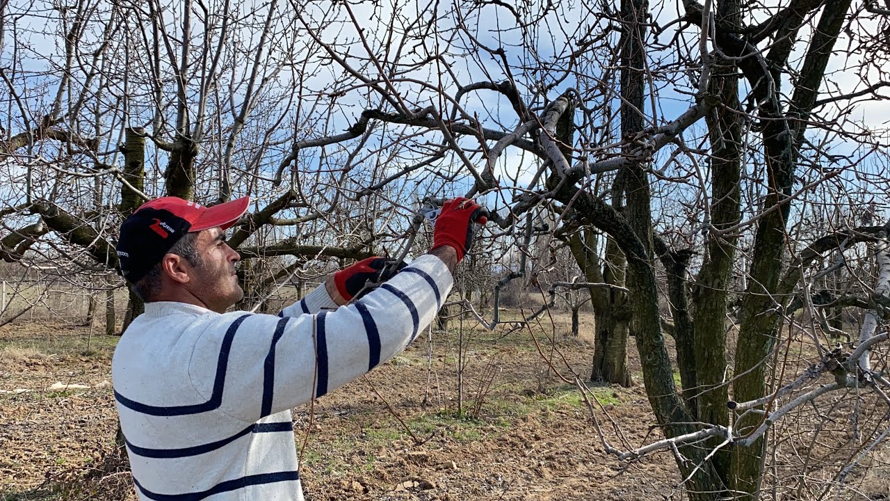 Osmaniyeliler Dikkat Ağustos’ta Budanacak 5 Bitki5