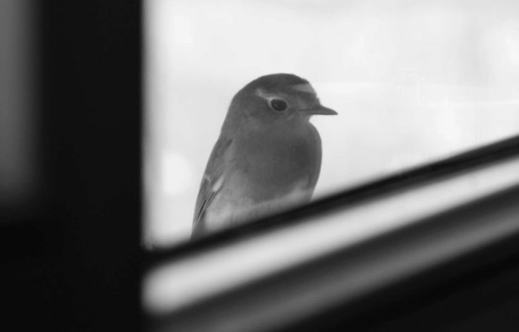 Osmaniyeliler Dikkat Camınıza Kuş3