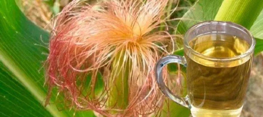 Osmaniyeliler İçin Doğal Şifa Mısır Püskülü Çayı3