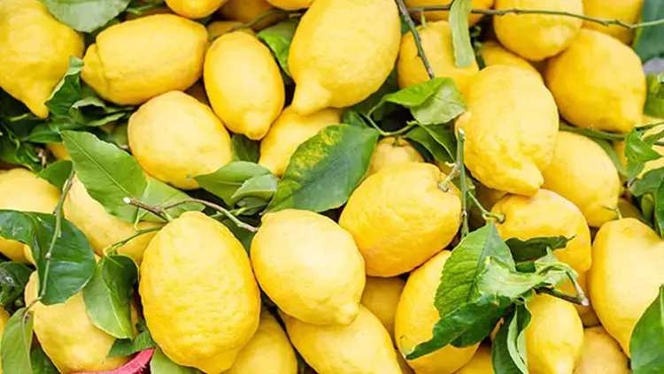 Osmaniyeliler İçin Limonu Aylarca Taze Tutma Yöntemi2