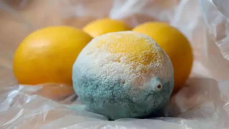 Osmaniyeliler İçin Limonu Aylarca Taze Tutma Yöntemi4