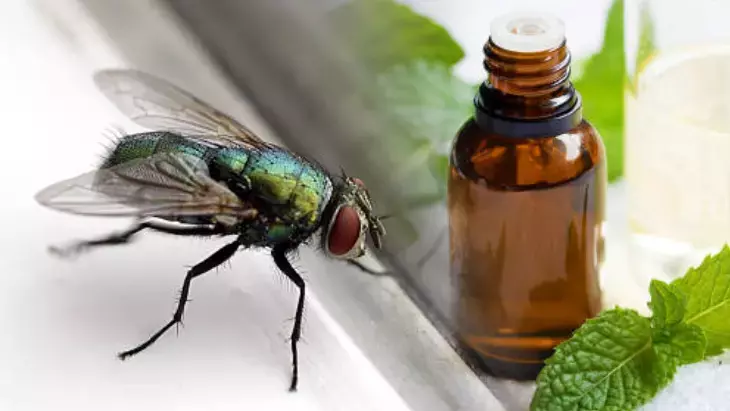 Osmaniyeliler İçin Naneli Sinek Savar Çözüm3