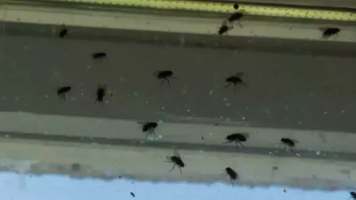 Osmaniyeliler İçin Naneli Sinek Savar Çözüm4