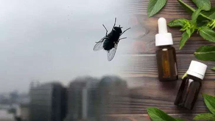 Osmaniyeliler İçin Naneli Sinek Savar Çözüm5